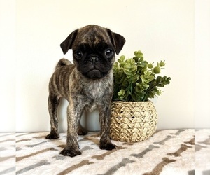 Pug Puppy for sale in INDIANAPOLIS, IN, USA