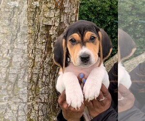 Treeing Walker Coonhound Puppy for sale in TACOMA, WA, USA