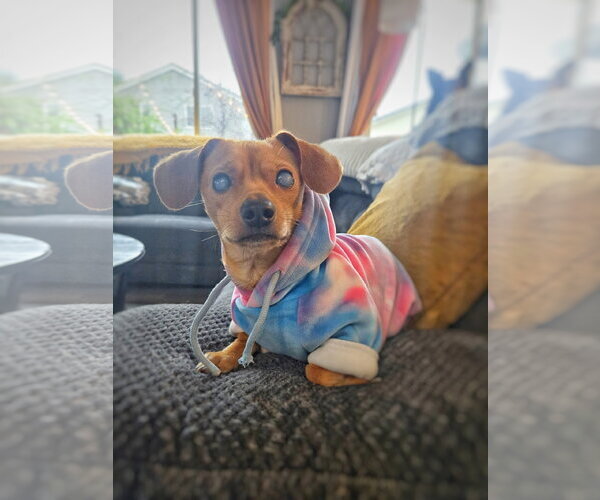 Medium Photo #2 Chiweenie Puppy For Sale in Pittsburg, CA, USA