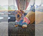 Small Photo #2 Chiweenie Puppy For Sale in Pittsburg, CA, USA
