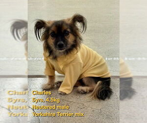 Dachshund-Unknown Mix Dogs for adoption in Agoura Hills, CA, USA