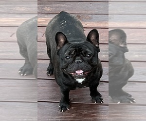 French Bulldog Puppy for sale in BOLIVAR, MO, USA