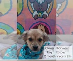 Small #2 Chihuahua Mix