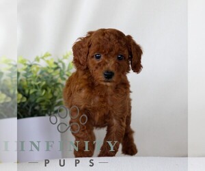 Goldendoodle (Miniature) Puppy for sale in NARVON, PA, USA