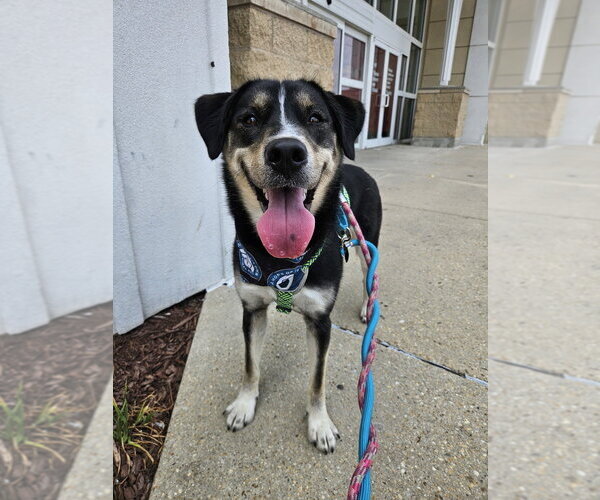 Medium Photo #29 German Shepherd Dog-Unknown Mix Puppy For Sale in Silver Spring, MD, USA