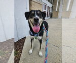 Small #28 German Shepherd Dog Mix