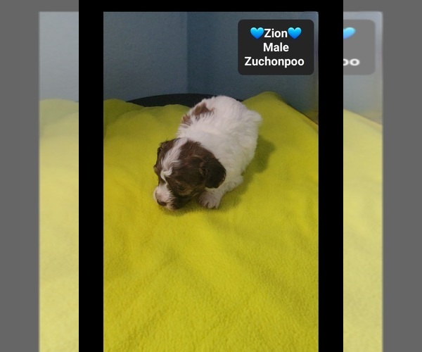 Medium Photo #3 Poodle (Toy)-Zuchon Mix Puppy For Sale in TUCSON, AZ, USA