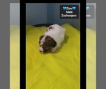 Zion - Male Poodle (Toy)-Zuchon Mix Puppy for Sale - Photo #3