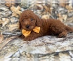 Small #1 Goldendoodle (Miniature)