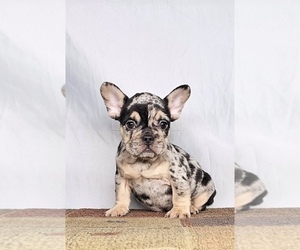 French Bulldog Puppy for sale in MINNEAPOLIS, MN, USA