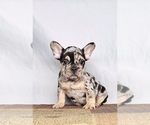 Small French Bulldog