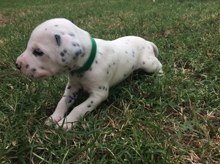 Dalmatian Puppy for sale in GARBER, OK, USA