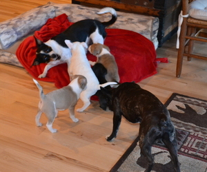 French Bulldog-Rat Terrier Mix Puppy for sale in MEDFORD, OR, USA
