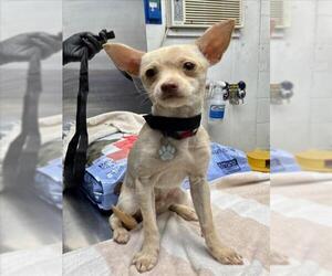 Chihuahua-Unknown Mix Dogs for adoption in Woodland, CA, USA