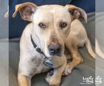 Small #27 Labrador Retriever-Retriever  Mix