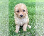 Small #6 Goldendoodle (Miniature)