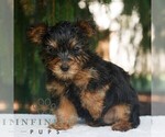 Mars - Male Yorkshire Terrier Puppy for Sale - Photo #2