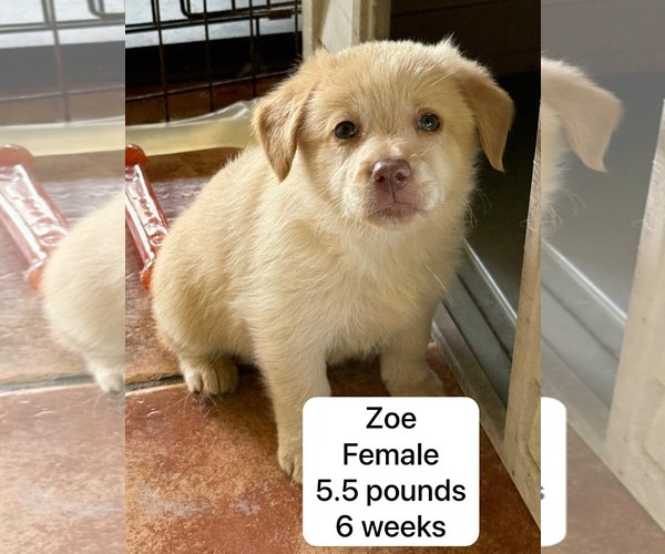 Medium Photo #1 Chihuahua-Labrador Retriever Mix Puppy For Sale in Virginia Beach, VA, USA
