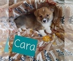 Small Photo #2 Pembroke Welsh Corgi Puppy For Sale in LEBANON, MO, USA