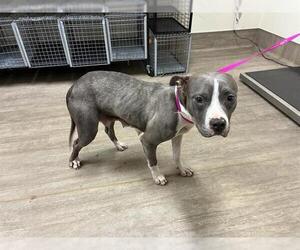 Mutt Dogs for adoption in Pasadena, CA, USA