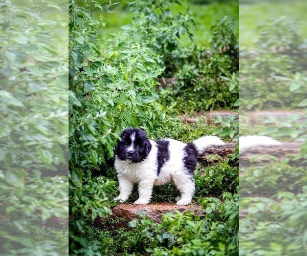 Medium Photo #7 Newfoundland Puppy For Sale in MADISON, WI, USA