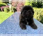 Small Photo #33 Shih Tzu Puppy For Sale in HAYWARD, CA, USA