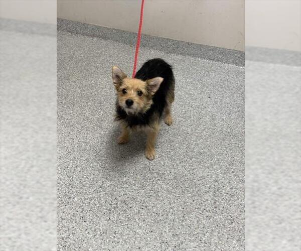 Medium Photo #1 Mutt Puppy For Sale in Pasadena, TX, USA