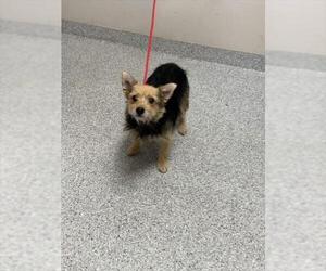 Mutt Dogs for adoption in Pasadena, TX, USA