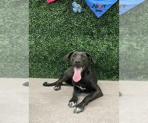 Labrador Retriever-Unknown Mix Dogs for adoption in Grasswood, Saskatchewan, Canada