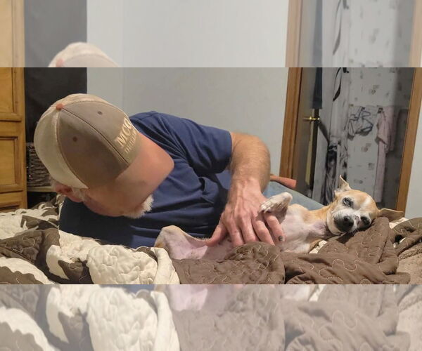 Medium Photo #4 Chihuahua Puppy For Sale in Boonton, NJ, USA