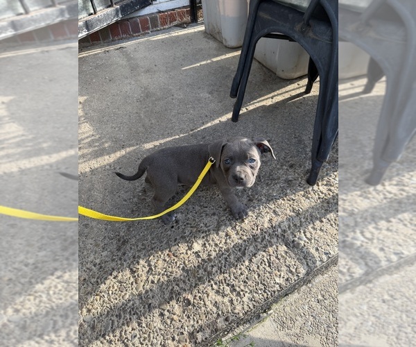Medium Photo #5 American Bully Puppy For Sale in BUFFALO, NY, USA
