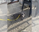 Small #4 American Bully