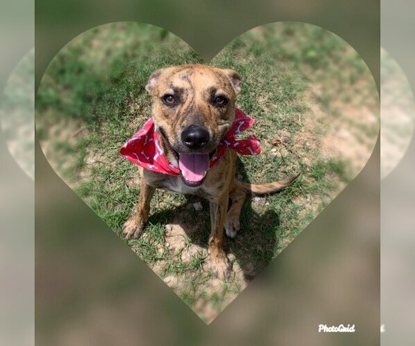 Medium Photo #2 Mutt Puppy For Sale in San Leon, TX, USA