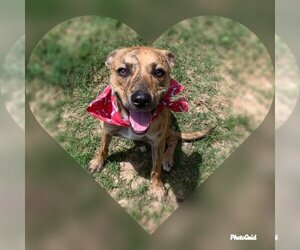 Beanie - Male Mutt Dog for Adoption - Photo #2