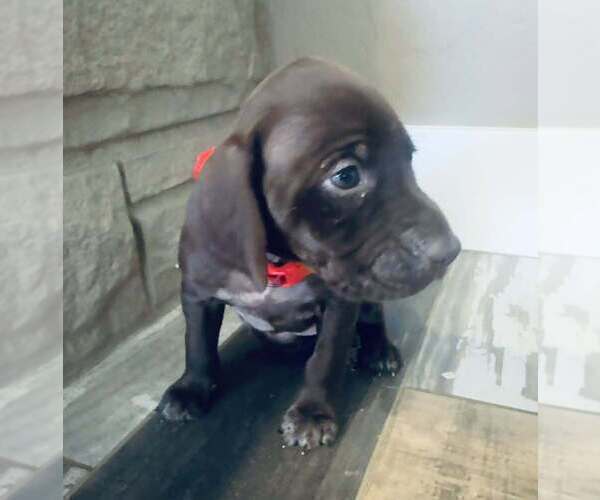 Medium Photo #4 German Shorthaired Pointer Puppy For Sale in PASCO, WA, USA