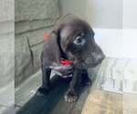 Puppy 3 German Shorthaired Pointer