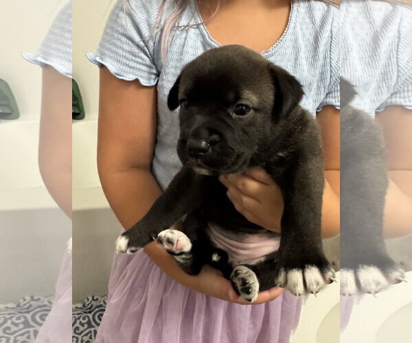 Medium Photo #1 Labrador Retriever-Unknown Mix Puppy For Sale in Holly Springs, NC, USA