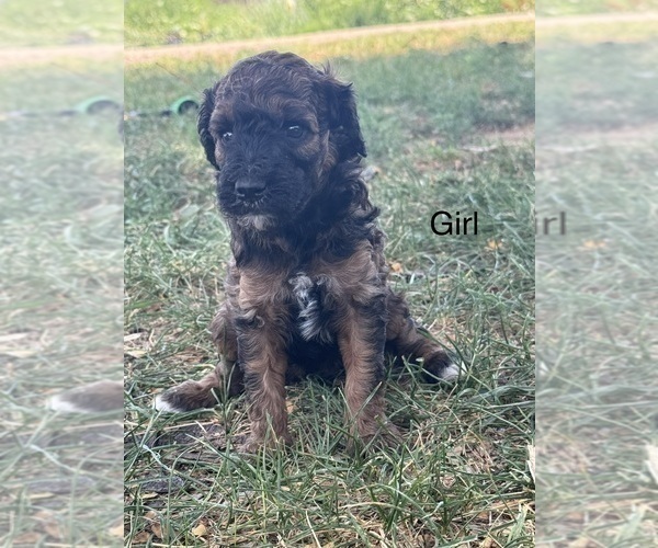 Medium Photo #12 Poodle (Miniature)-Poodle (Standard) Mix Puppy For Sale in LONGMONT, CO, USA