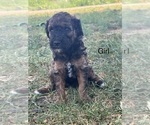 Small #11 Poodle (Miniature)-Poodle (Standard) Mix