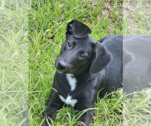 German Shepherd Dog-Unknown Mix Dogs for adoption in Royal Palm Beach, FL, USA
