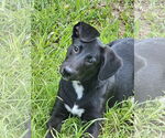Small Photo #1 German Shepherd Dog-Unknown Mix Puppy For Sale in Royal Palm Beach, FL, USA