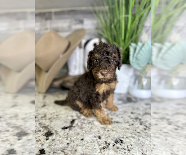 Medium Photo #2 Poodle (Standard) Puppy For Sale in NEWMAN, CA, USA