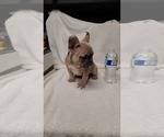 Small Photo #18 French Bulldog Puppy For Sale in VICTORVILLE, CA, USA