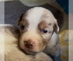 Small #10 Miniature Australian Shepherd