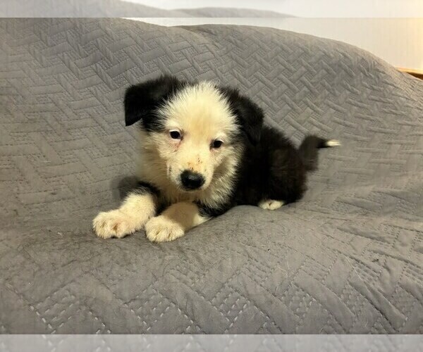 Medium Photo #8 German Shepherd Dog Puppy For Sale in LOGAN, OH, USA