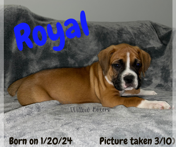 Medium Photo #2 Boxer Puppy For Sale in WEST COLUMBIA, SC, USA