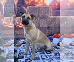 Small #5 Mutt