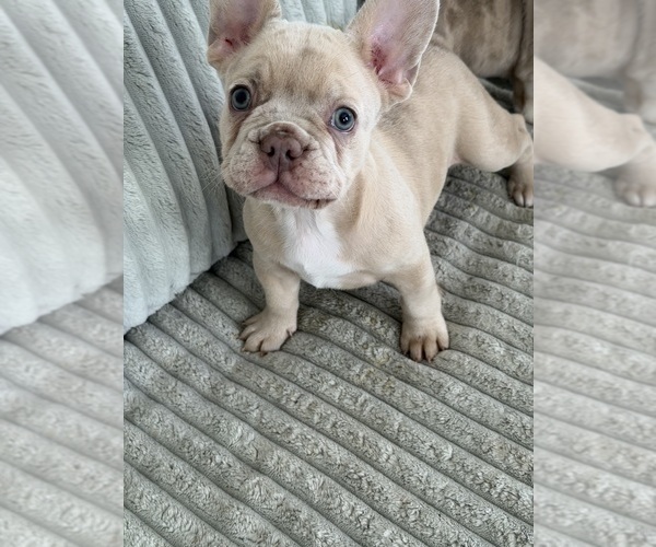 Medium Photo #18 French Bulldog Puppy For Sale in ARVERNE, NY, USA