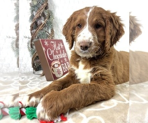 Goldendoodle Puppy for sale in INDIANAPOLIS, IN, USA