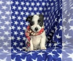 Small Photo #4 Fox Terrier (Smooth)-Poodle (Toy) Mix Puppy For Sale in LEOLA, PA, USA